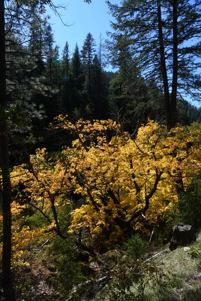 October 2025 - Fort Jones